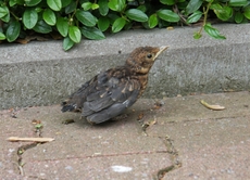 junge-Amsel-2010 009.jpg